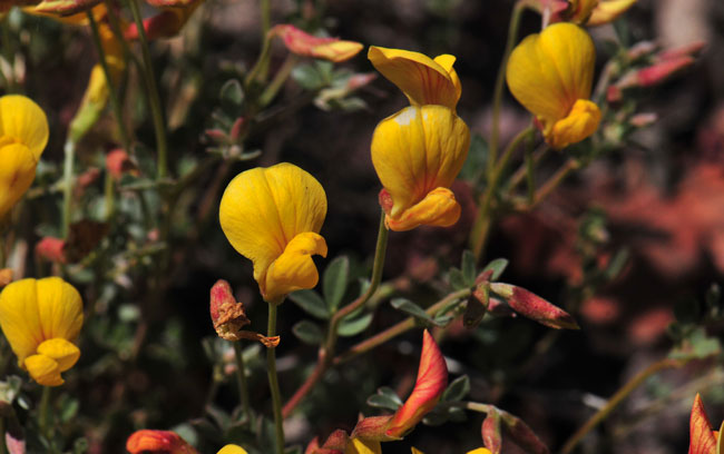 Lotus corniculatus, Bird's Foot Trefoil, Southwest Desert Flora